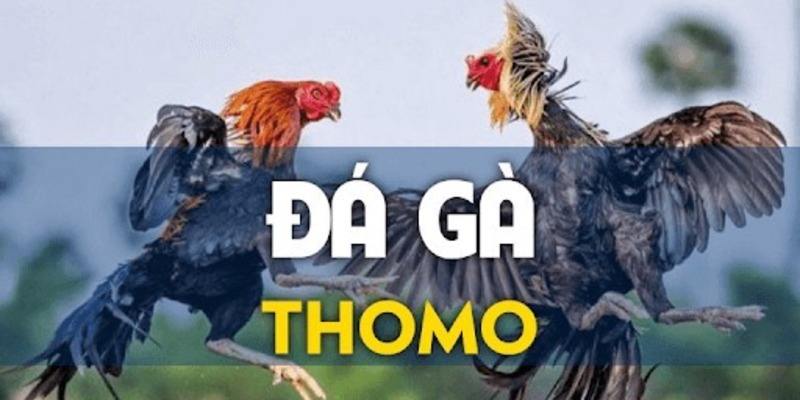 Đôi nét đặc điểm về sảnh chọi gà Thomo