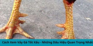 Cách xem vảy gà tốt xấu