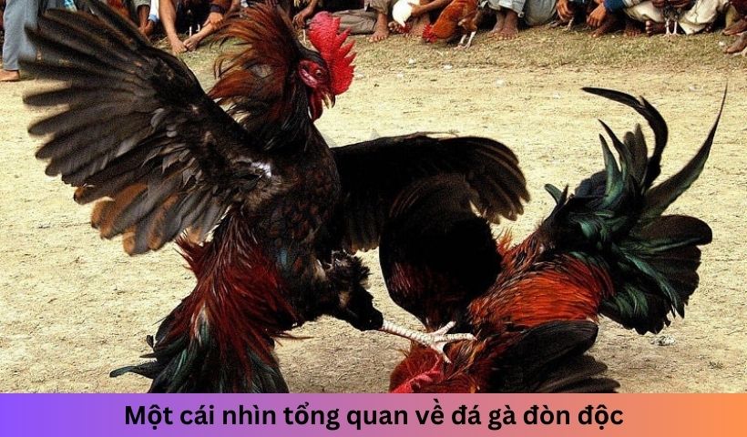 Một cái nhìn tổng quan về gà đá đòn độc