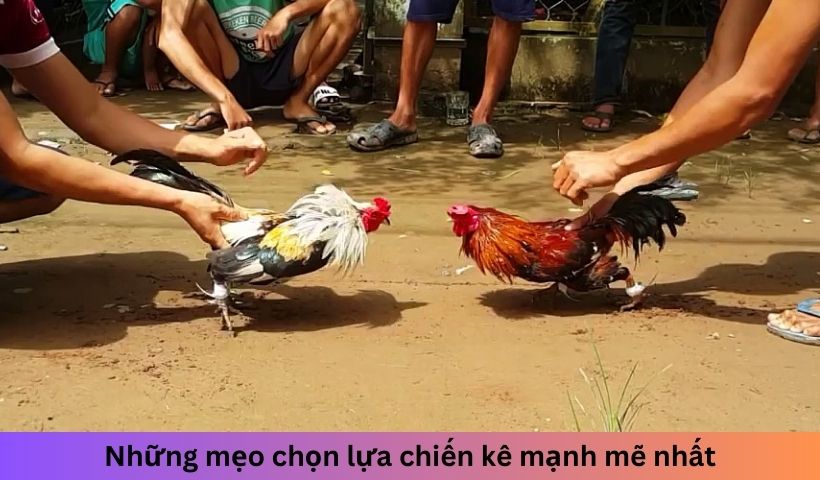 Bí quyết nuôi để gà chiến khỏe mạnh nhất