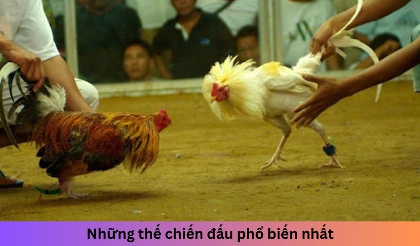 Những thế chiến đấu phổ biến nhất